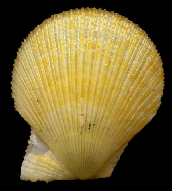 Clamys multistriata